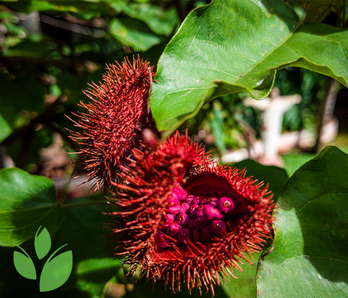 Annatto seeds and traditional uses